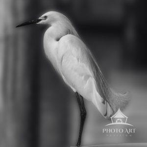 Ae White Egret Standing Proud waiting for an opportunity for some food.