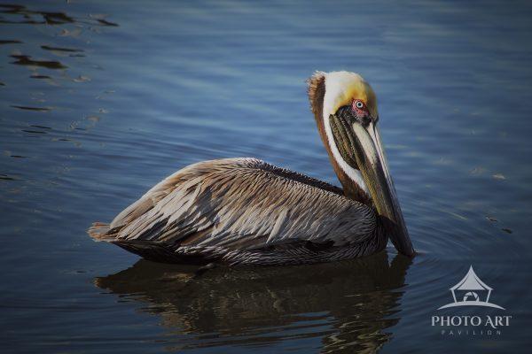 A Brown Pelican resting in the water on a sunny morning.