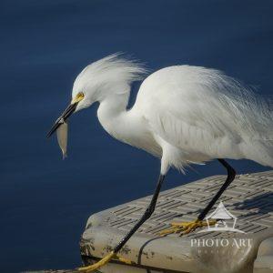 A Snowy Egret was lucky enough to catch a small fish.