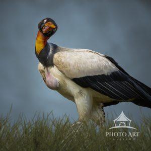 A King Vulture with a quizitive expression looking at me.