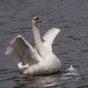 A beautiful swan in my neighborhood. Sadly enough no longer with us as they are a feat for
