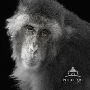 This image of a monkey has won me two prestigious awards.  Taken at the Buffalo Zoo in Buffalo, NY.