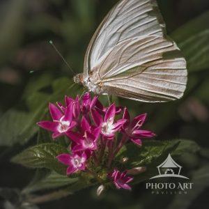 A delicate white Butterfly feasting on some nectar.