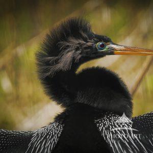 I was attracted to the beautiful colors on this Anhinga as he was just sitting and sunning himself.