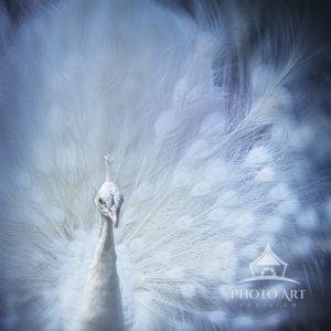 A natural White Peacock strolling around on the grounds of this nursery.