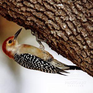 A spectacular species of a woodpecker feasting on a tree for some treats.