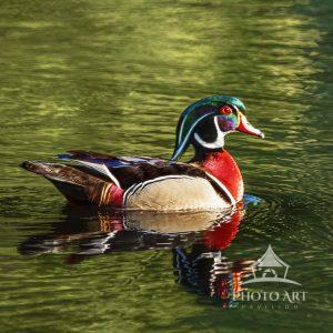 A beautiful male wood duck enjoying a lazy afternoon.