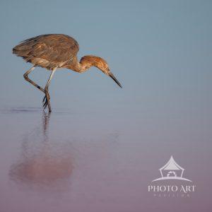A very hard to find bird. In the park at Fort De Soto, I came across this Reddish Egret fishing in