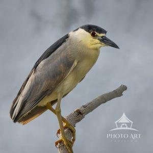 One of my favorite birds to capture. The Black-Crowned Night Herons are very shy birds, so to see