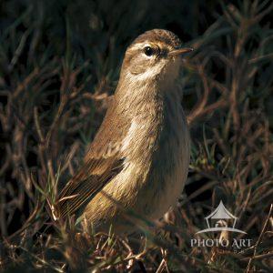I captured this non-breeding Palm Warbler in the grass.