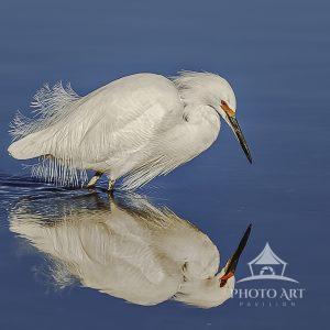 I captured this Snowy Egret and his reflection on the shoreline in Myakka Park.