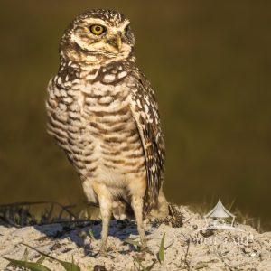 Burrowing Owls are almost everywhere. This one was in an open lot with others on Marco Island,