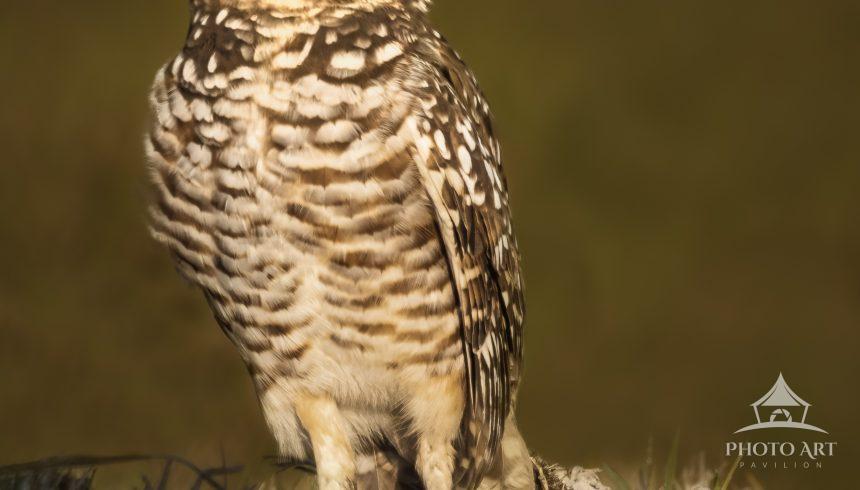 Burrowing Owls are almost everywhere. This one was in an open lot with others on Marco Island,