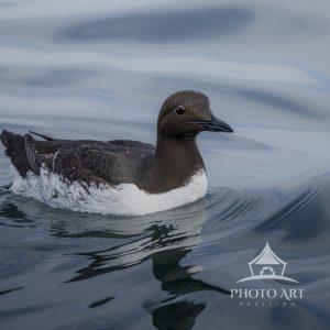 A Beautiful Common Murre came close to the our boat as we were photographing Puffins. I think he