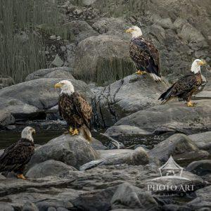 WOW, did we hit the mother load in finding a special spot to photograph about 15 bald eagles in a