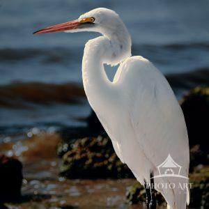 This image is of a beautiful Great White Egret standing on the shores edge in the sun.
