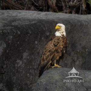 On our boat ride to shoot Puffins, we came across this majestic Bald Eagle sitting on the rocks.