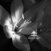 Black and White Nature