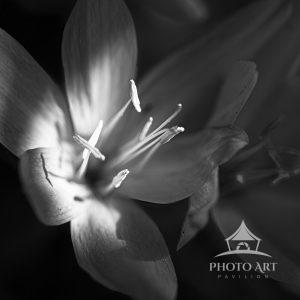 Black and White Nature
