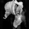 Black and White Nature