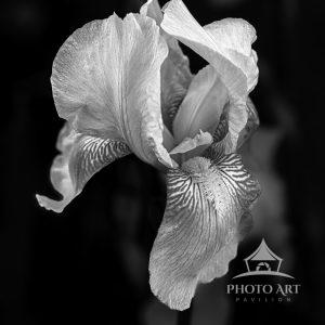 Black and White Nature