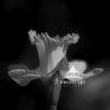 Black and White Nature
