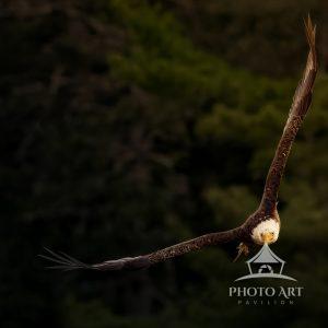 In Maine, this Bald Eagle was soaring in the sky and came in towards me to capture him in this
