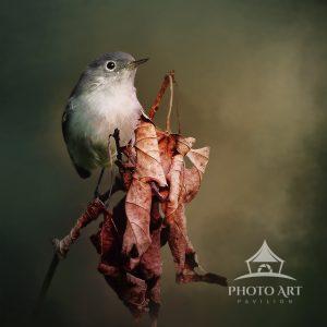 Another Blue Ribbon Winner, this Blue-Gray Gnatcatcher was posing for me on a twig.