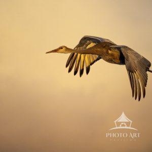 Captured this Sand Hill Crane flying in the Sunset from my back yard.