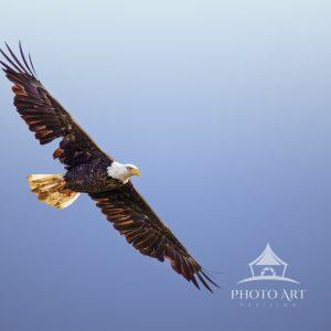 I was thrilled to have this Bald Eagle soaring over head to get this capture.