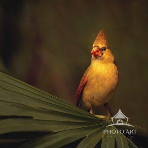 Caught this Red Cardinal sitting and posed for a second in the Sunset at a Park in Palmetto, FL.