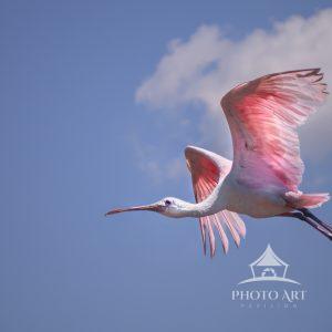 A gorgeous Rosette Spoonbill, colorful bird of pink flying by for this image. Nice contrast against