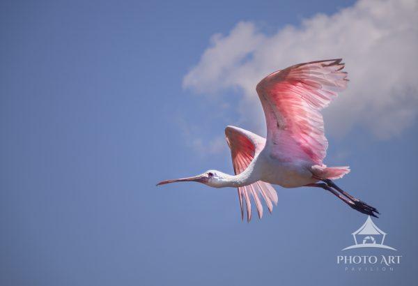 A gorgeous Rosette Spoonbill, colorful bird of pink flying by for this image. Nice contrast against