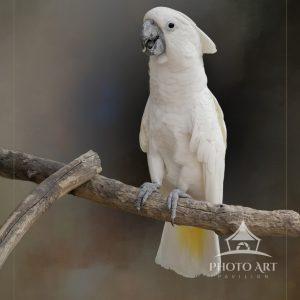 This White Cockatoo sure loved to talk and squawk. Extracted to enhance its features on this
