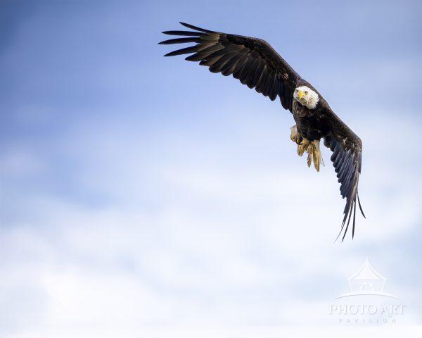 This Bald Eagle was captured high in the sky with  the beautiful color of blue as a backdrop.