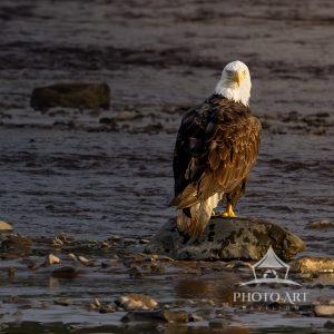 This Bald Eagle was sitting on a rock, looking for fish and taking note of the other eagles in the