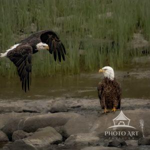 Captured these Bald Eagles in a creek, waiting and searching for fish in Maine.