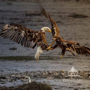 These Bald Eagles, adult and juvenile are in a mid air battle over a fish, which was dropped.