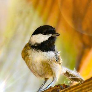 A chickadee perches on a branch, bathed in warm sunlight. The background is an artful blur of orange