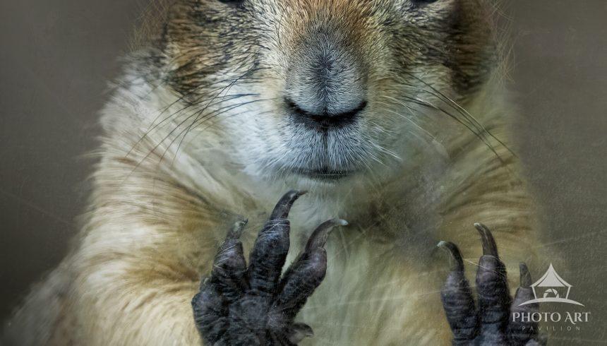This is a gopher who was stuffed in a glass box at Sunken Gardens. He was standing up upon the
