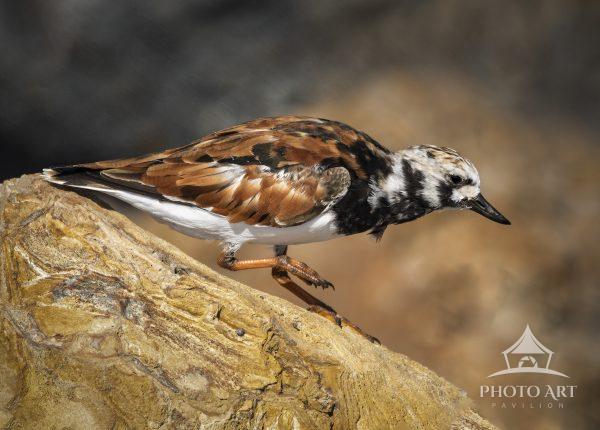 This is an image of a Ruddy Turnstone bird.  They like to hang out on the rocks near a beach.
