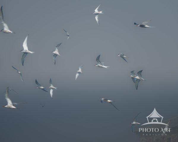 This is a capture of the hundreds of skimmer, gulls and oyster catcher birds that were flying around