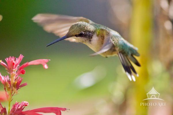 Female hummingbird has her eye on a midday snack in a summer garden. Pink blooms look like a tasty