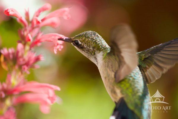 Hungry hummingbird enjoys a pink drink in the summer sun in my garden.