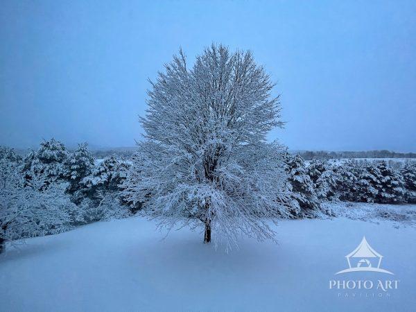 Snow covered trees of winter whites show hues of blue on this quiet and peaceful morning in upstate,
