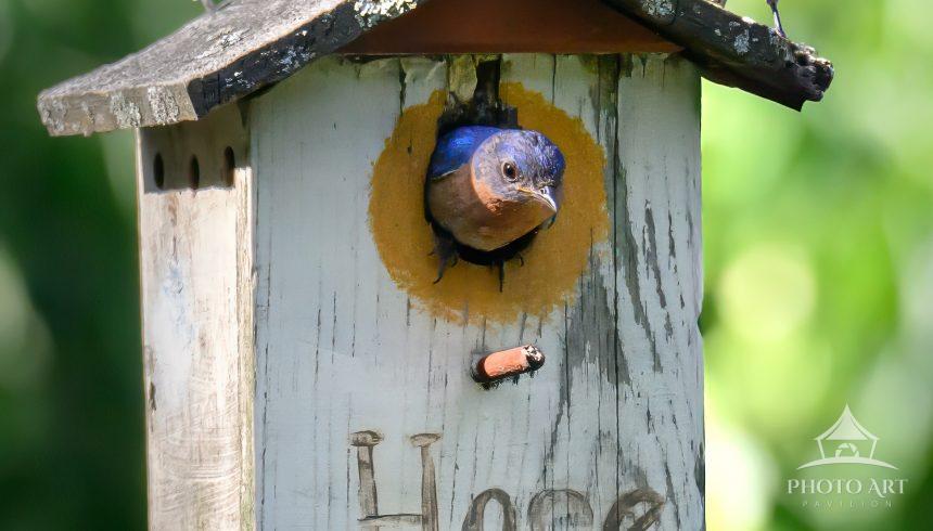 These bluebirds raised a family in the Weston Community Gardens, enjoying their "Hope" house.