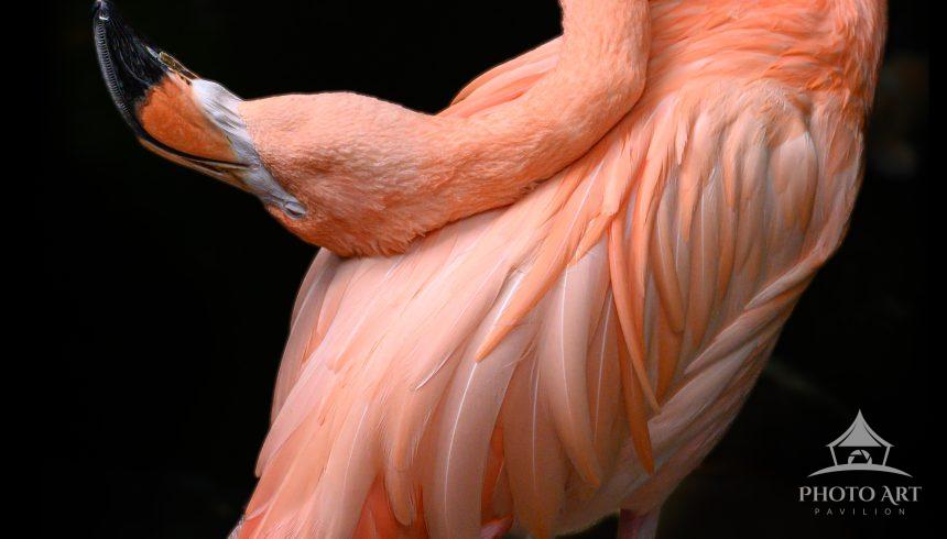 This captive flamingo struck a number of dramatic poses, including this one.