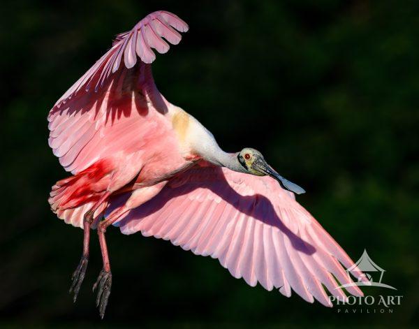 Spoonbills nesting nearby flew in to gather new nesting material.