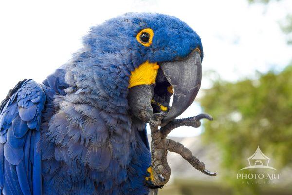 Captive Macaw at bird sanctuary in Del Mar,  CA.