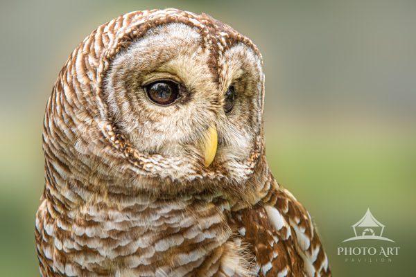 Captive Barred Owl photographed at a raptor rescue facility.